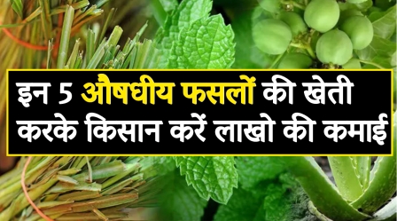 Farmers can earn lakhs by cultivating these 5 medicinal crops