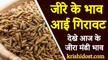 Cumin prices declined