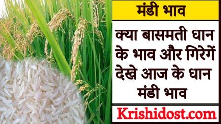 Will the price of basmati paddy fall further