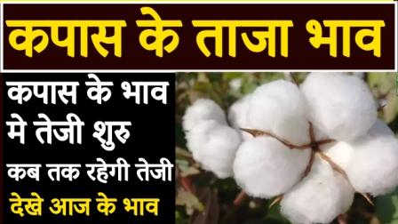 cotton prices start rising