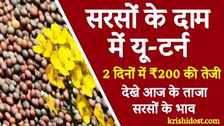 mustard-price-rises-by-200-in-2-days-today-mustard-price