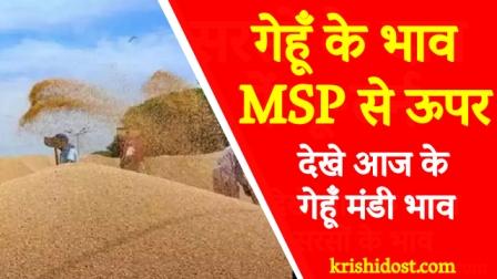 wheat-prices-above-msp