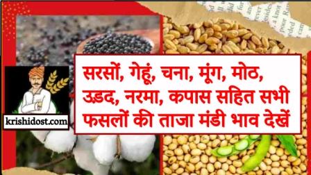 fierce-rise-in-the-prices-of-crops-in-these-mandis-of-rajasthan