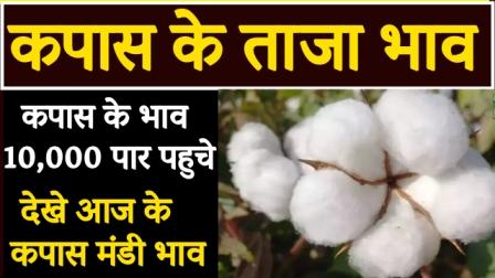 Cotton prices crossed 10,000