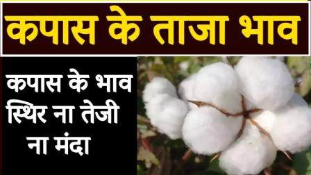Cotton prices stable neither fast nor slow