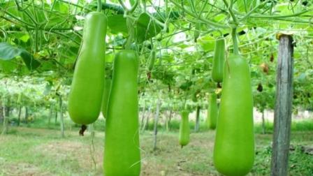 Cultivate this variety of bottle gourd and change your fortune