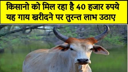 Farmers are getting 40 thousand rupees buy this cow