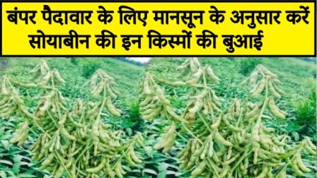 Sow these varieties of soybean according to monsoon for bumper yield