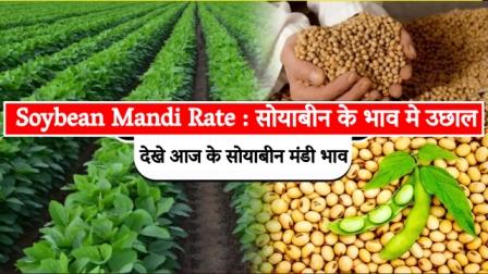 Soybean Mandi Rate