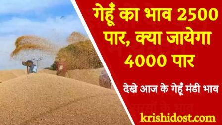 Wheat price crosses 2500, will it go beyond 4000