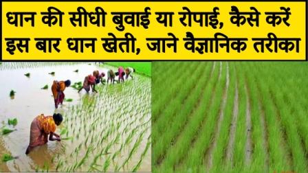 direct-sowing-or-transplanting-of-paddy-how-to-do-paddy-farming-this-time