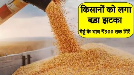 farmers-got-a-big-shock-wheat-prices-fell-up-to-900-rupees