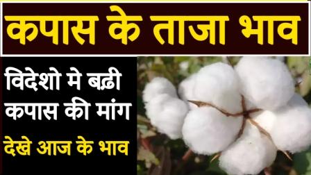 farmers-happy-with-the-price-of-cotton