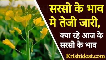 mustard-prices-continue-to-rise-what-will-be-today-mustard-prices