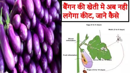 there-will-be-no-pest-in-brinjal-cultivation-know-how