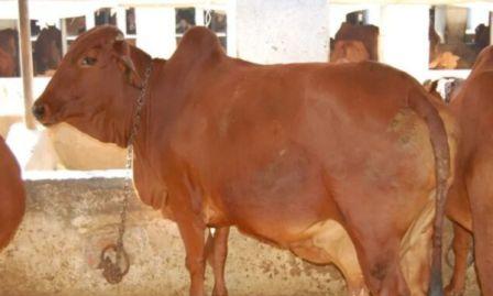 this-cow-gives-3000-liters-of-milk-will-eradicate-the-poverty-of-the-farmers-know-about-it
