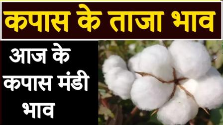 today-cotton-market-rate-19-june-2018