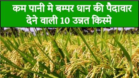 10 advanced varieties that give bumper paddy yield in less water