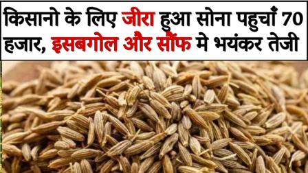 Cumin gold reached 70 thousand for farmers