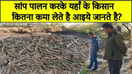 Let us know how much the farmers here earn by rearing snakes.