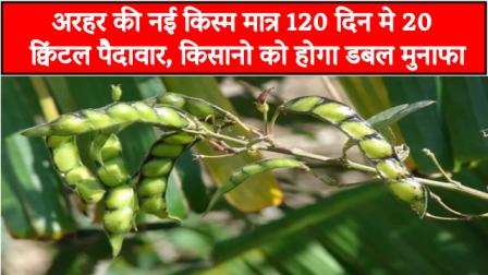 New variety of Arhar yields 20 quintals in just 120 days
