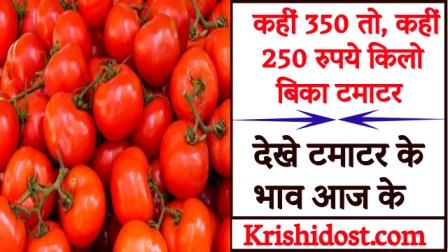 Somewhere 350 and somewhere 250 rupees kg tomato sold