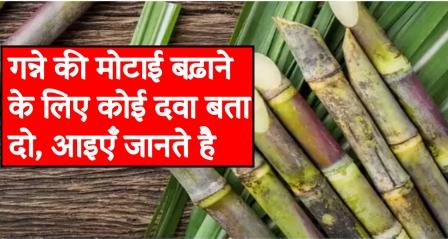 Tell me any medicine to increase the thickness of sugarcane