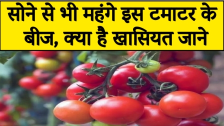 The seeds of this tomato are costlier than gold