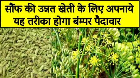 This method adopted for advanced cultivation of fennel will result in bumper yield