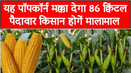This popcorn maize will give 86 quintal yield farmers will be rich