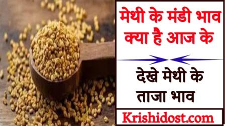 What is the market price of fenugreek today