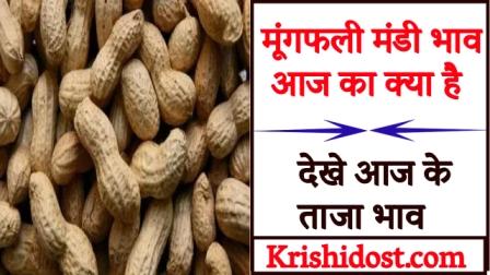 What is the price of groundnut market today