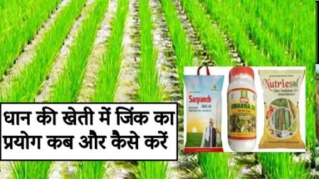When and how to use zinc in paddy cultivation