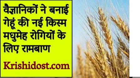 scientists-created-a-new-variety-of-wheat-a-panacea-for-diabetics