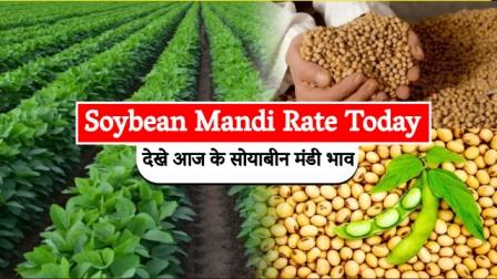 soybean mandi rate today