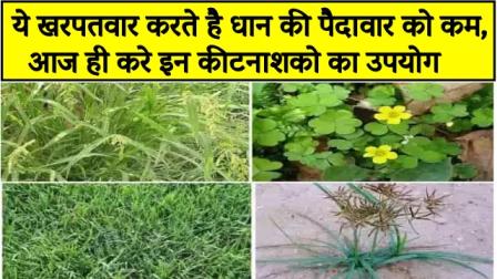 these-weeds-reduce-the-yield-of-paddy-use-these-pesticides-today-itself