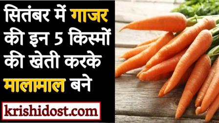 Become rich by cultivating these 5 varieties of carrots in September