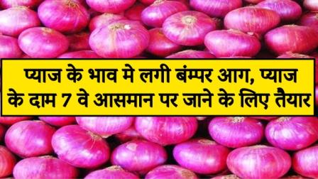 Bumper ahead in onion prices