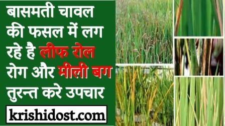 Diseases are being seen in Basmati rice crop