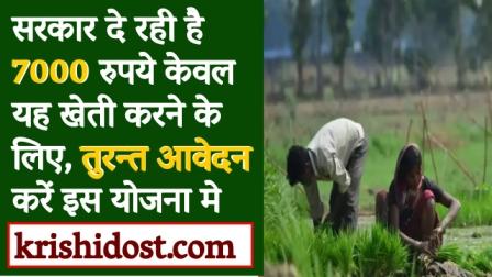 Government is giving 7000 rupees only to do this farming