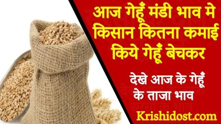 How much did farmers earn by selling wheat in wheat market today