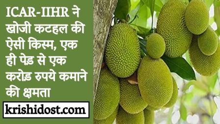 ICAR-IIHR discovered such variety of jackfruit