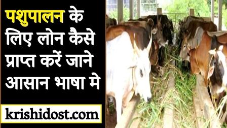 Know how to get loan for animal husbandry in easy language