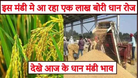 One lakh bags of paddy coming in this market daily