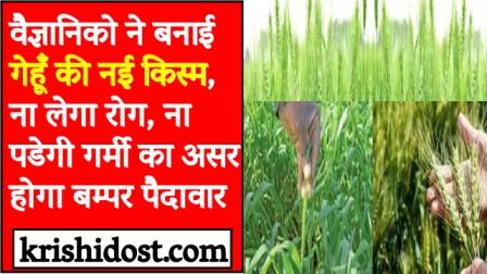 Scientists made a new variety of wheat, will not take disease, will not be affected by heat