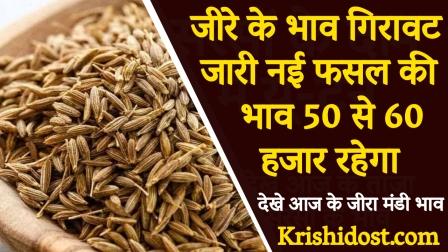 The price of cumin continues to fall, the price of the new crop will be 50 to 60 thousand