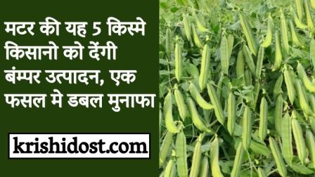 These 5 varieties of peas will give bumper production to farmers