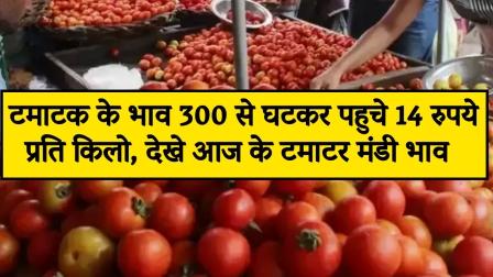 Tomato prices reduced from Rs 300 to Rs 14 per kg