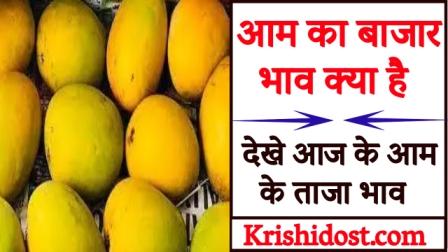 What is the market price of mango, see today's latest price