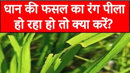 What to do if the color of paddy crop is turning yellow